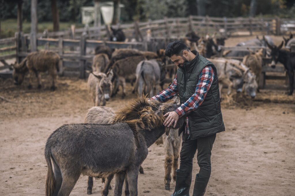 A farmer with his animals at the fram