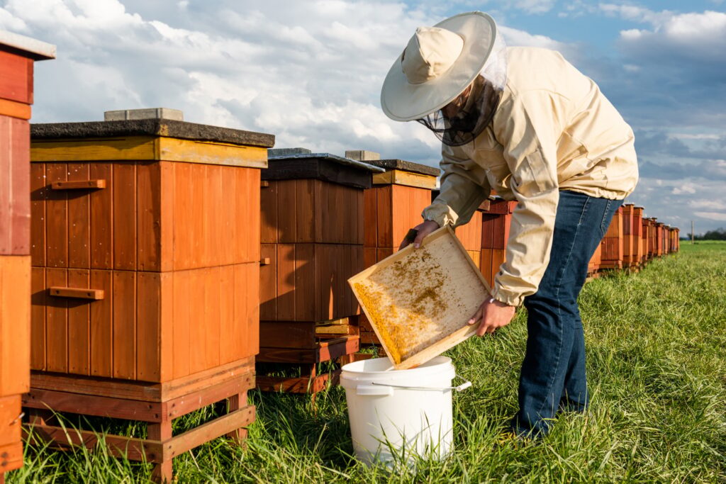 Beekeeper or Apiarist Collecting Pollen from Beehive. Healthy Bio Food and Beekeeping.