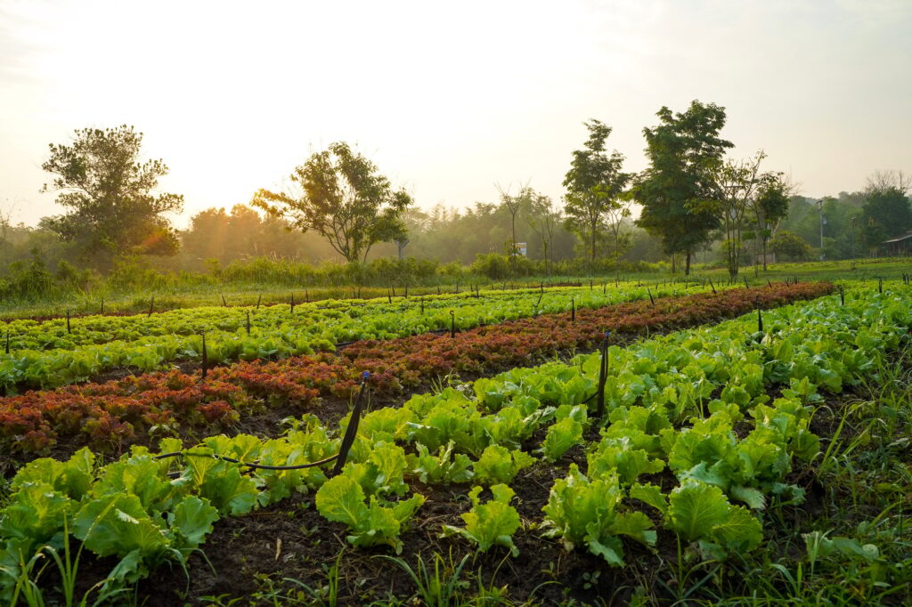 Fresh organic farm