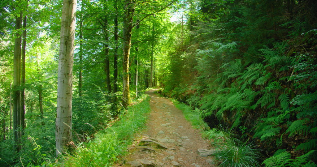 Narrow path among the green lush deciduous forest thicket. Light wind, fresh clean air. Sunlight