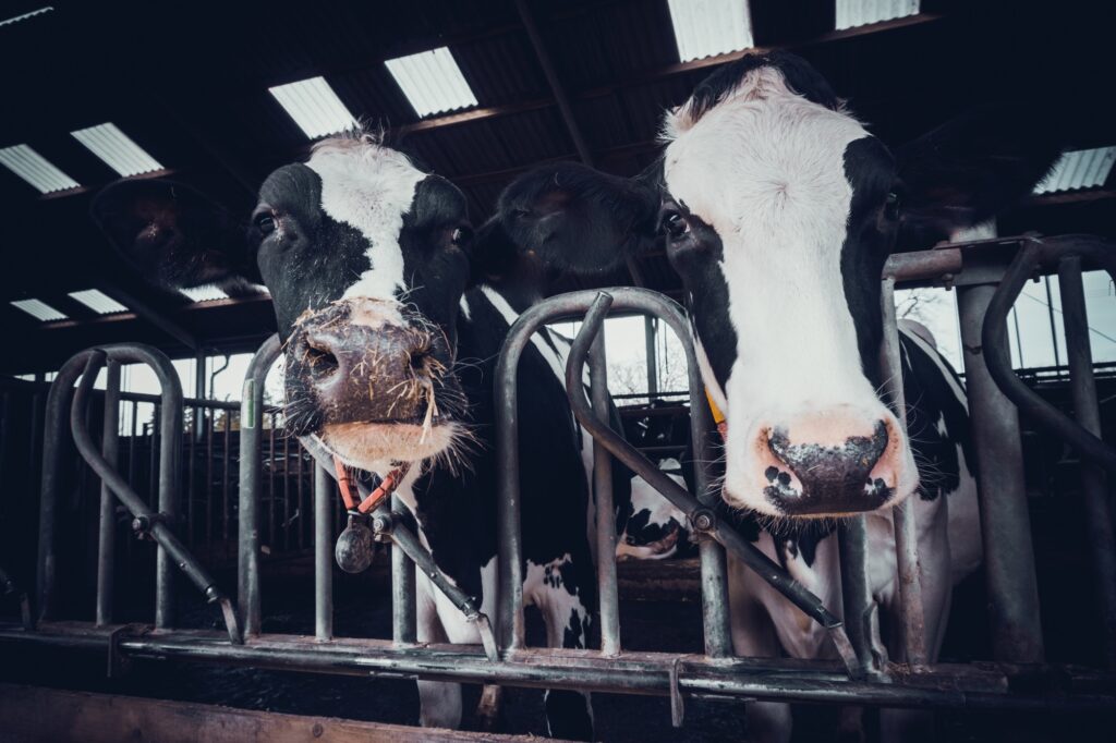 Meer biologisch melkvee in Gelderland