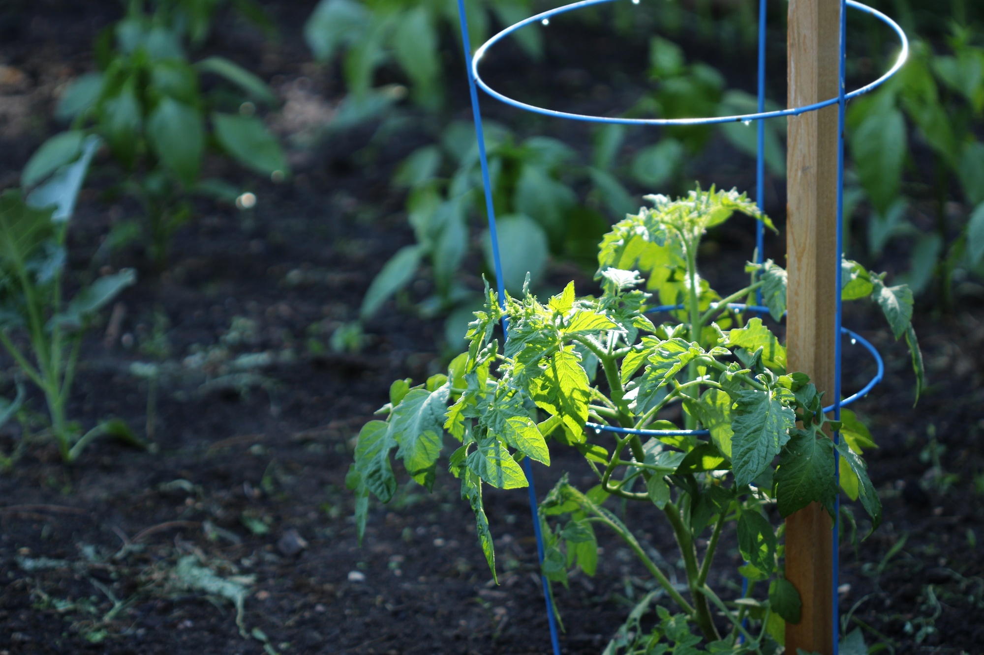 Garden tomatoes