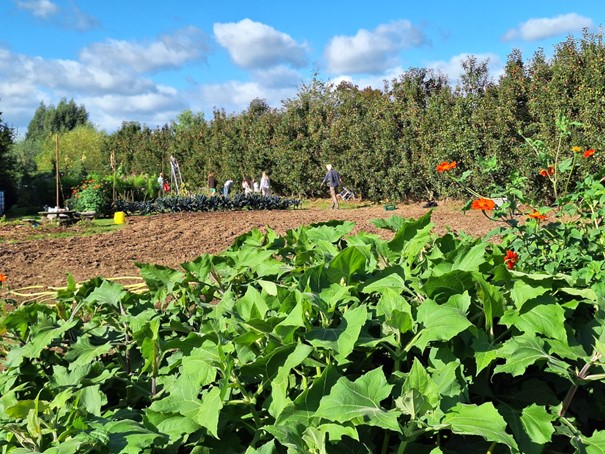 Sociale Oogsttuin
